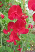 Monarch Sweet Pea Seeds - 50+ Non-GMO Lathyrus odoratus Garden Seeds for Climbing Vines, Fragrant Flowers, Full Sun, USA Grown