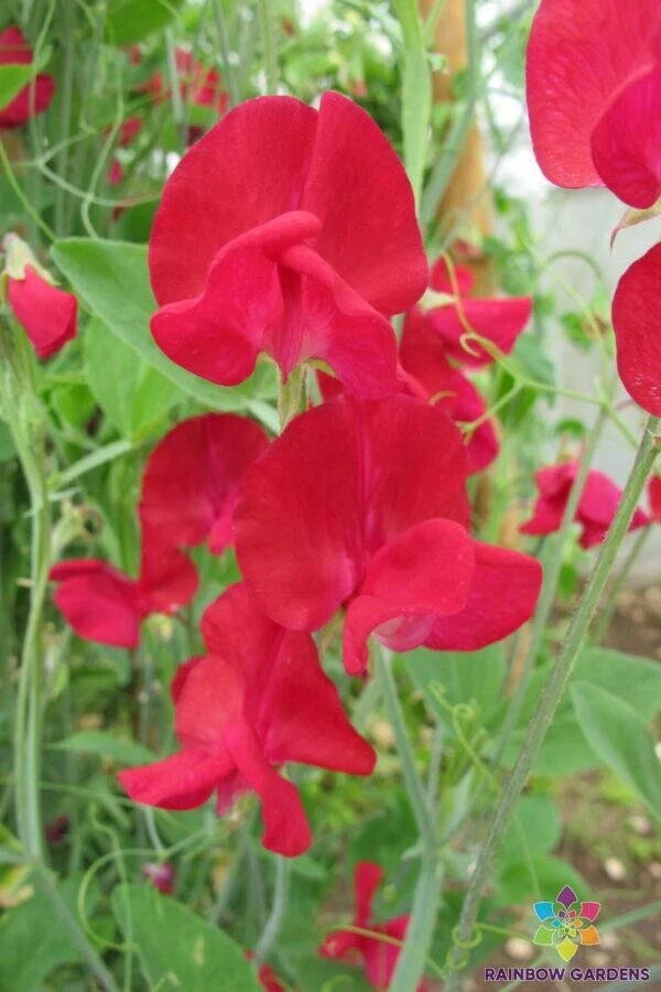 Monarch Sweet Pea Seeds - 50+ Non-GMO Lathyrus odoratus Garden Seeds for Climbing Vines, Fragrant Flowers, Full Sun, USA Grown