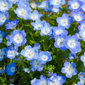 Nemophila Baby Blue Eyes Seeds - 100 Fresh Wildflower Seeds for Borders & Containers - Nemophila menziesii