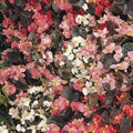Begonia Seeds 1000 Count Cocktail Mix, Begonia spp., Colorful Blooms, Shade-Loving, Garden and Container Planting