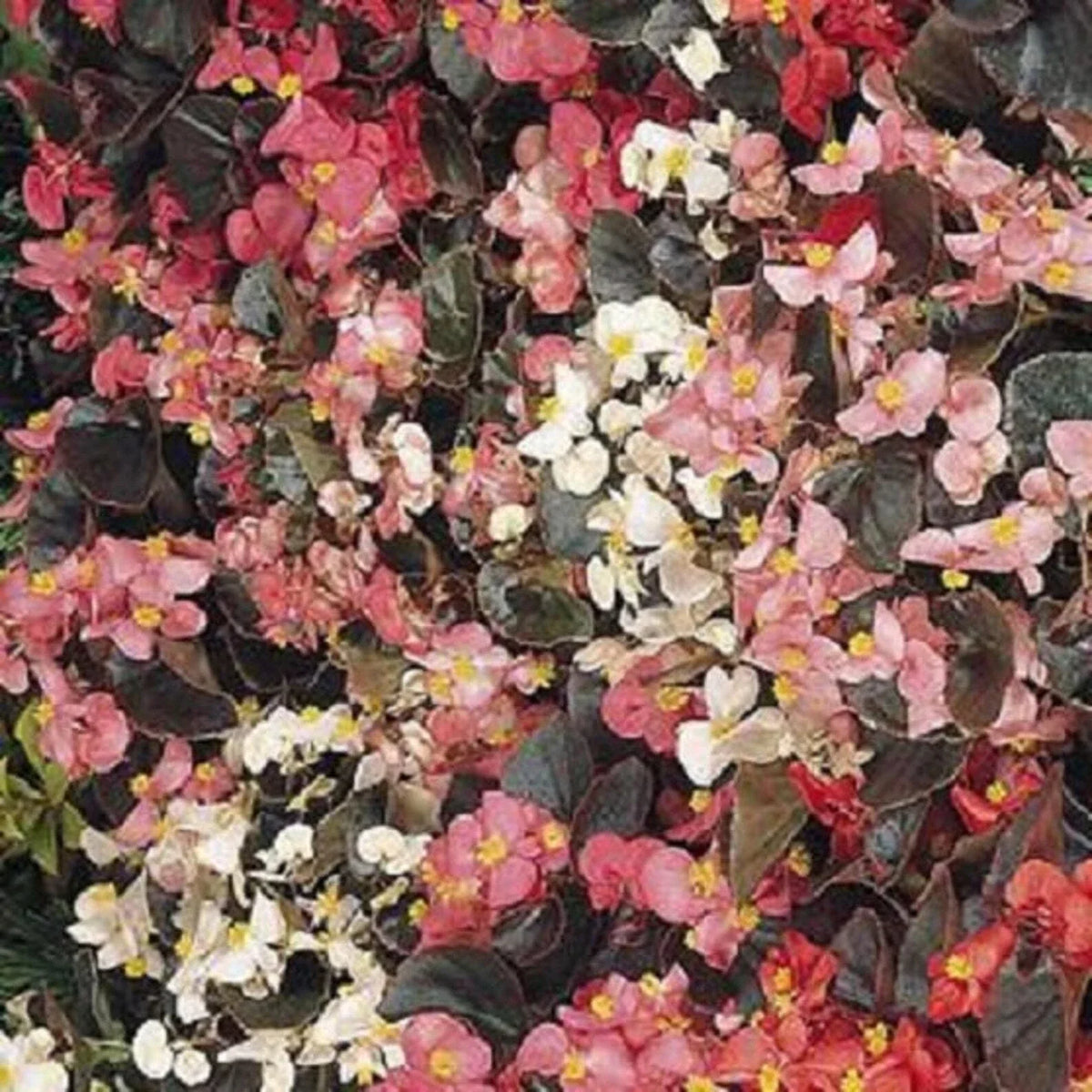 Begonia Seeds 1000 Count Cocktail Mix, Begonia spp., Colorful Blooms, Shade-Loving, Garden and Container Planting