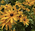 Black-Eyed Susan Seeds - 200+ Rudbeckia hirta Perennial Flower Seeds for Garden Planting