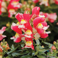 Snapdragon Seeds - 1000+ Snappy Rose White Antirrhinum majus Garden Flower Seeds for Borders & Containers
