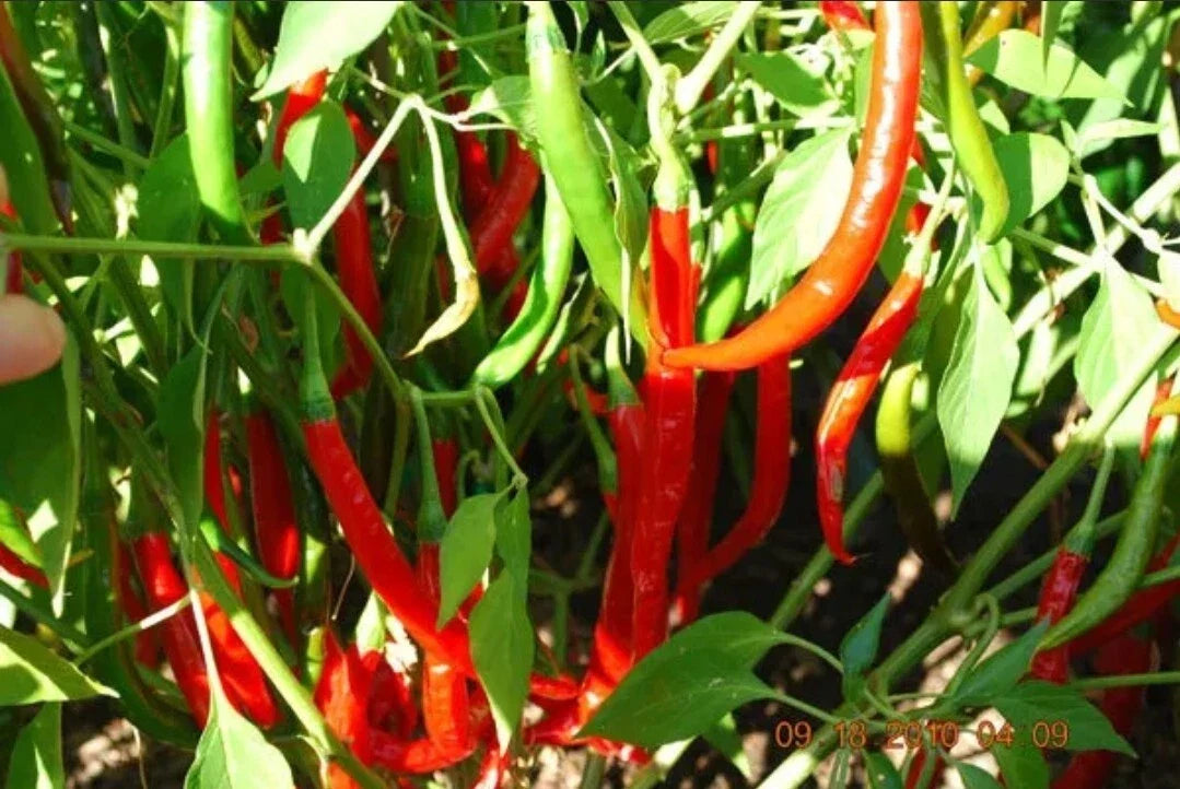 Live Cayenne Pepper Plant in 2-Inch Pot, Organic Capsicum annuum, Indoor/Outdoor Spicy Herb