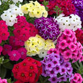 Dwarf Phlox Seeds | Perennial Ground Cover | Mix of Pink White Red Purple | Phlox subulata | Bee & Butterfly Friendly
