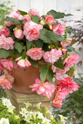 Cascade Florence Begonia Seeds - Tuberhybrida, Cascading, Trailing, Non-GMO, Garden Planting, Annual, USA