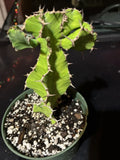 Euphorbia Pseudocactus Bare Root Succulent Plant – False Cactus, Drought-Resistant, Indoor & Outdoor Garden, Architectural, Low Maintenance