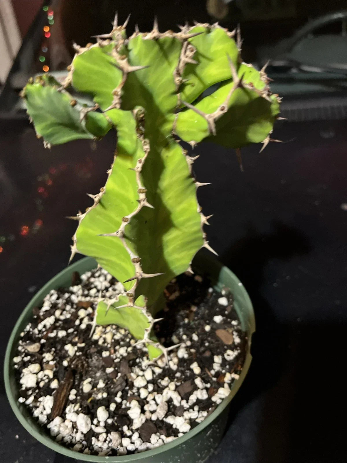 Euphorbia Pseudocactus Bare Root Succulent Plant – False Cactus, Drought-Resistant, Indoor & Outdoor Garden, Architectural, Low Maintenance
