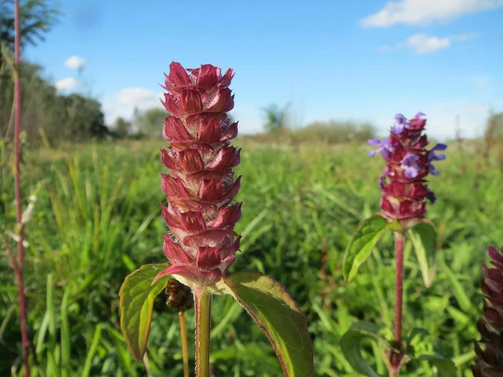 Bulk Medicinal Herb Seeds - Self-Heal, All-Heal (Prunella Vulgaris) - Herbal Remedy, Pollinator Attractant, Perennial