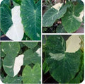 Elephant Ear Plant Starter - Colocasia esculenta - Tropical Foliage Houseplant - Small Rooted Plant