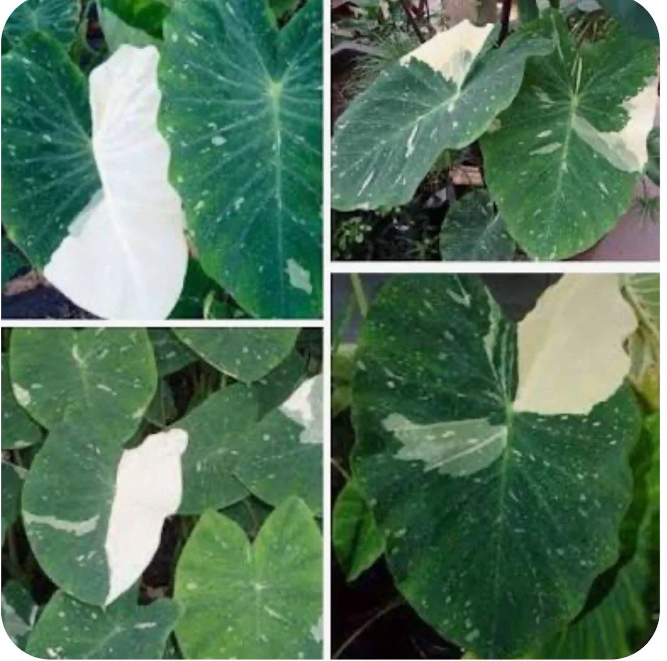 Elephant Ear Plant Starter - Colocasia esculenta - Tropical Foliage Houseplant - Small Rooted Plant