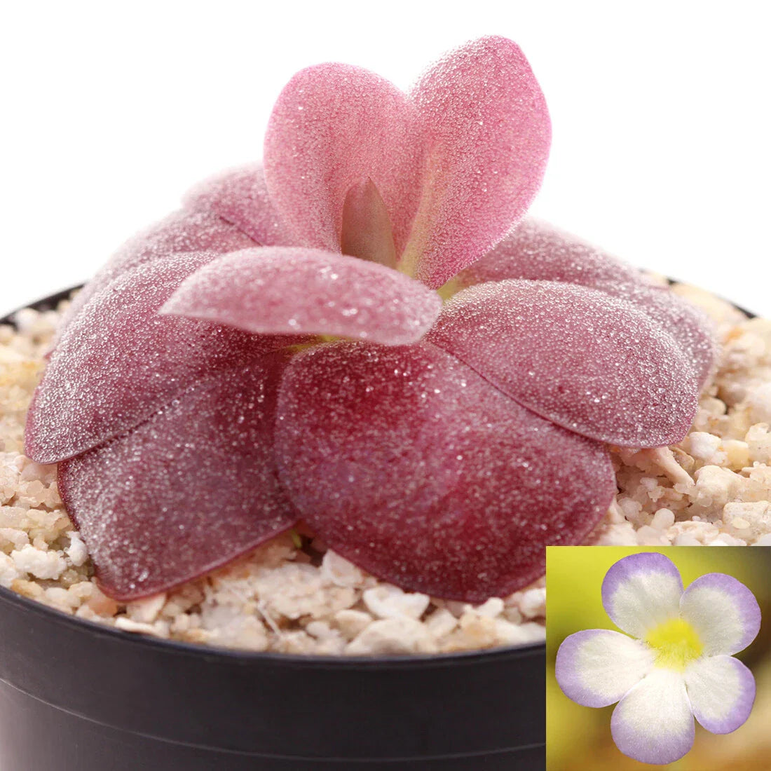 Pinguicula agnata 'Red Leaf' Mexican Butterwort Carnivorous Plant – Live 1-Inch Indoor Plant