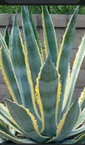 Variegated Agave Plant - Agave americana variegata - Indoor/Outdoor Succulent for Garden or Decor