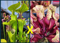 Sarracenia Seeds Oreophila Ornata Purple Throat x Purpurea Belly of Blood Carnivorous Plants