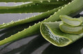 Medium Aloe Vera Plant, Organic Medicinal Succulent, Aloe barbadensis, Indoor/Outdoor, Easy Care, Cactus, Rosette-Forming