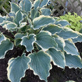 Hosta Hope Springs Eternal Perennial Plant in 5.25" Pot, Variegated Foliage, Shade Garden, Proven Winners