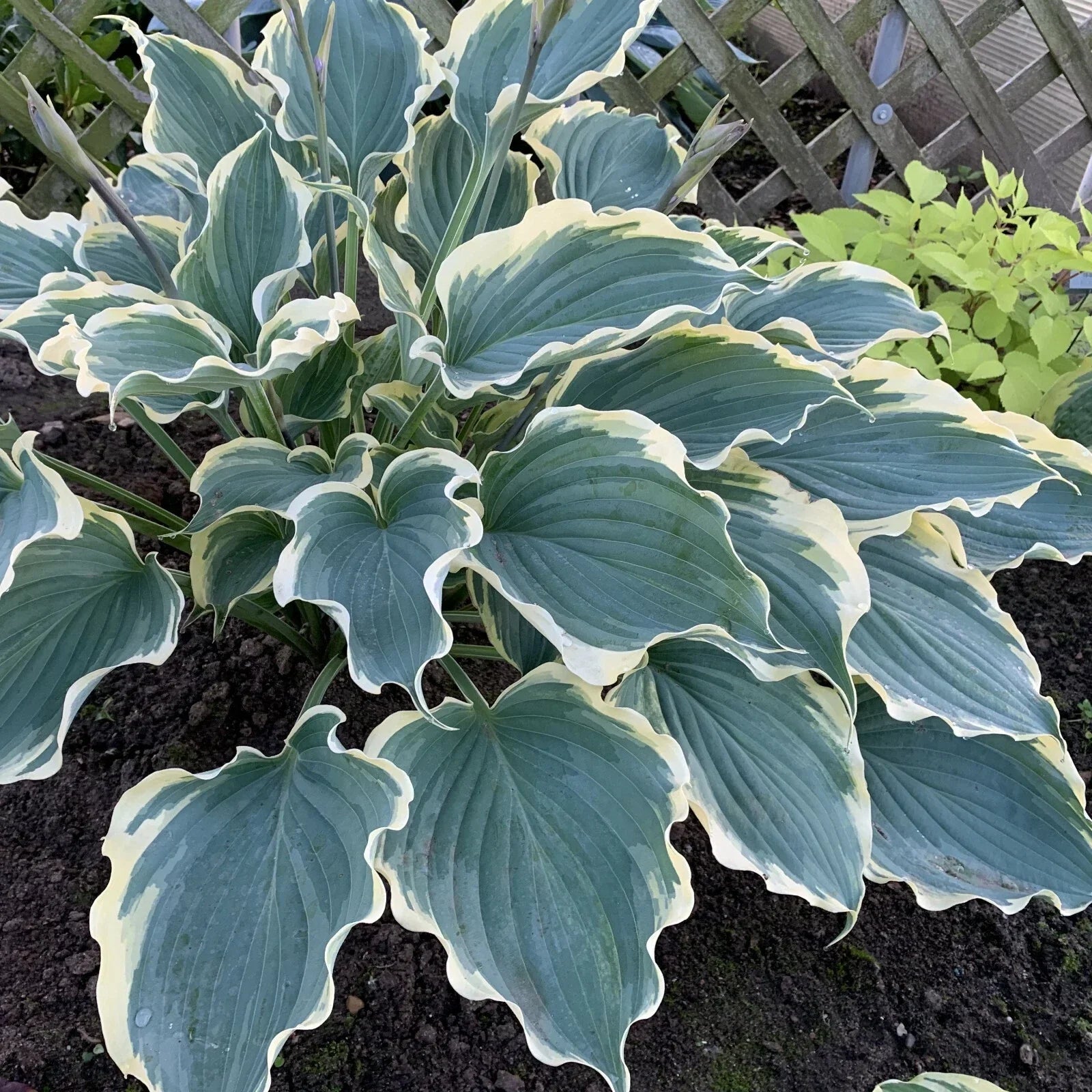 Hosta Hope Springs Eternal Perennial Plant in 5.25" Pot, Variegated Foliage, Shade Garden, Proven Winners
