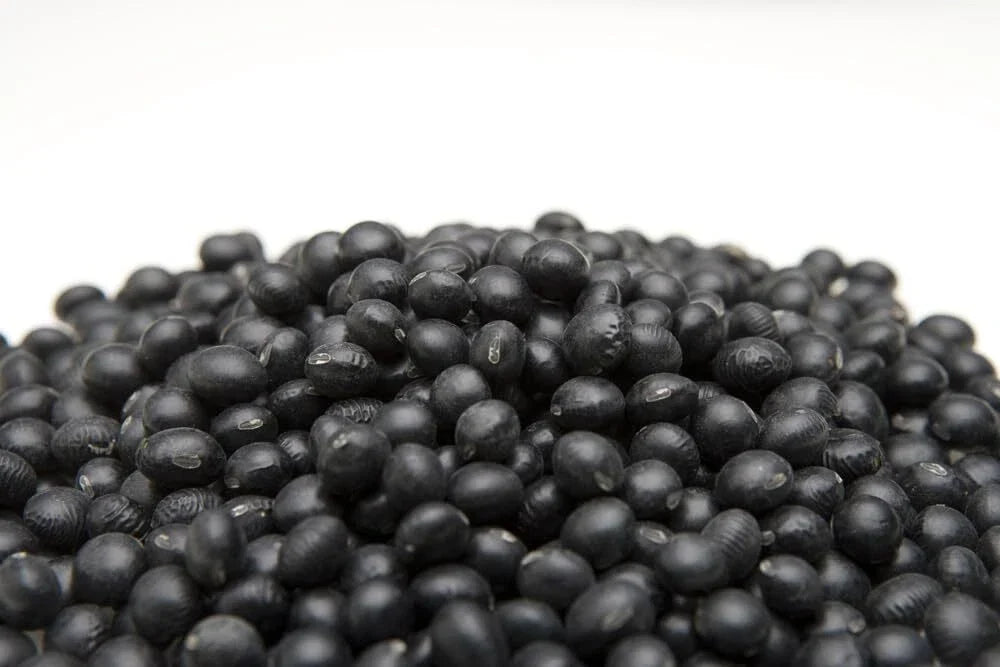 Black Soybean Seeds for Planting - 1 lb, Organic, Non-GMO Glycine max, Full Sun, Bushy Growth