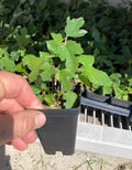 Beer’s Black Dwarf Fig Tree – Rare Self-Fertile Dwarf Fig Plant – Bare Root Starter
