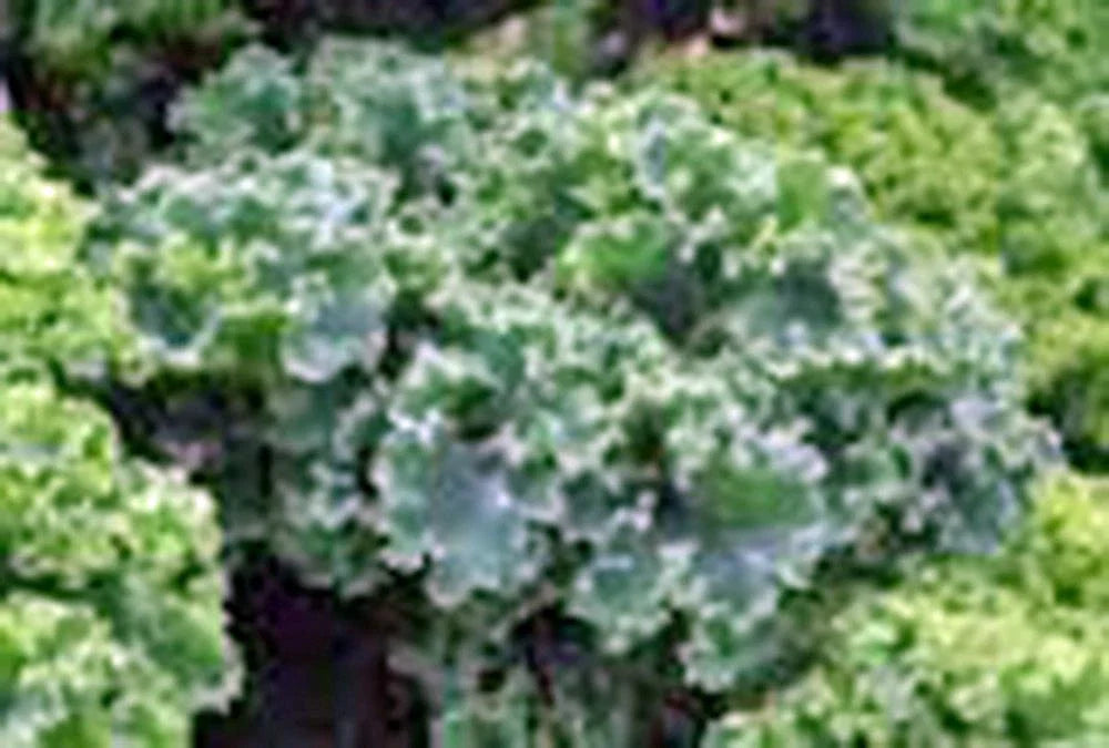 Kale Seeds - Vates Blue Curled Scotch Heirloom Non-GMO Brassica oleracea - 50+ Seeds for Home Garden, Salad, and Cooking