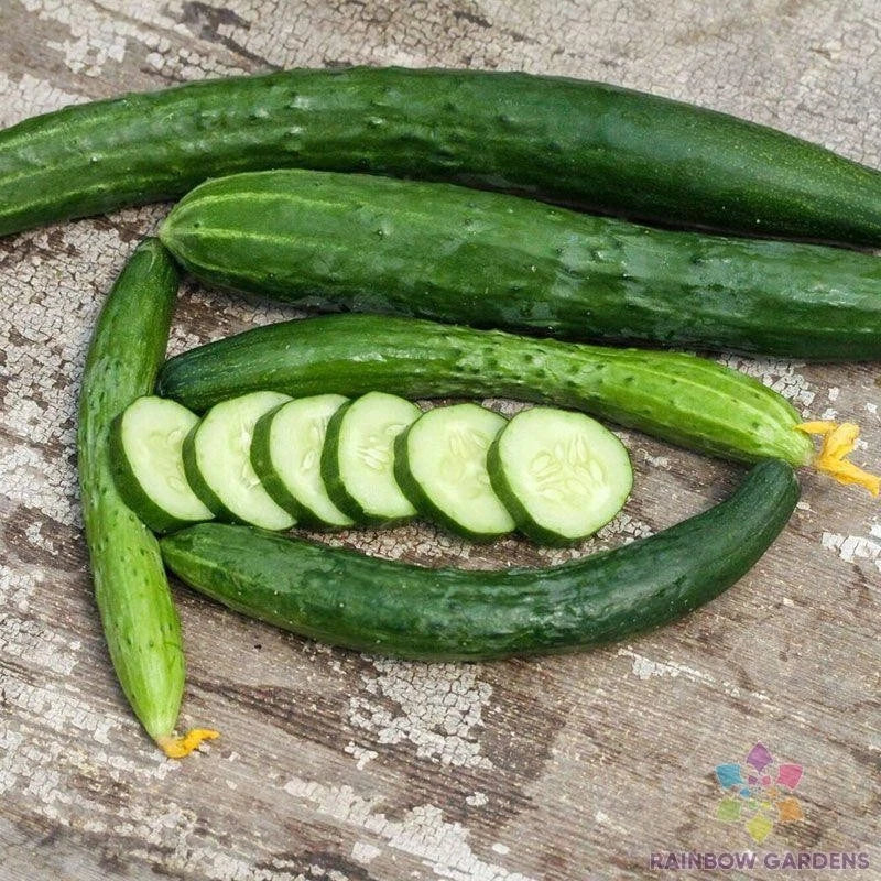 Aonaga Jibai Cucumber Seeds - Pack of 25+ Non-GMO, Heirloom, Garden Planting, Cucumis sativus, Suitable for Containers & Small Gardens