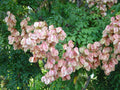Chinese Rain Tree Seeds - Albizia julibrissin - Colorful Fragrant Showy Flowers - Pack of 7 Seeds