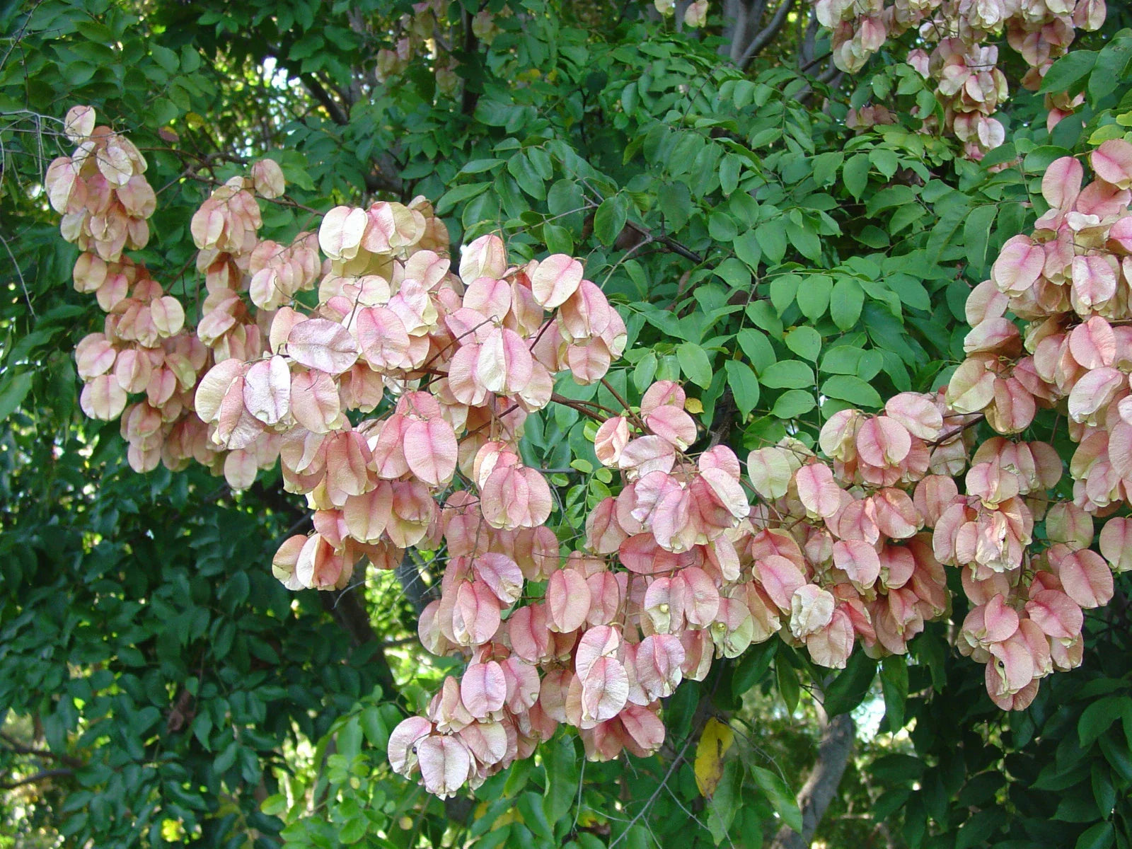 Chinese Rain Tree Seeds - Albizia julibrissin - Colorful Fragrant Showy Flowers - Pack of 7 Seeds