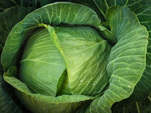 Heirloom Brunswick Cabbage Seeds – Non-GMO, 1000+ Fresh Seeds for Home Gardening & Small Farms – Brassica oleracea var. capitata