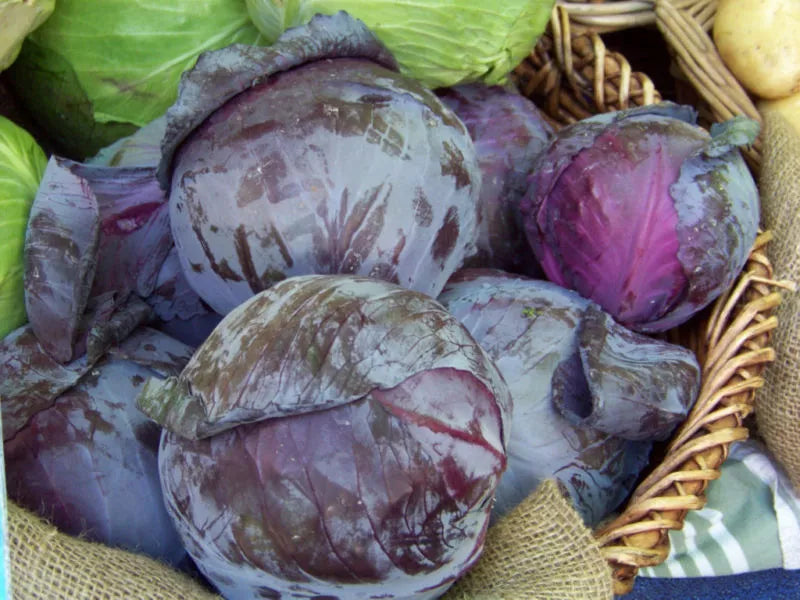 Red Acre Cabbage Seeds - Purple Variety, Heirloom Brassica oleracea for Gardening, Pack of 93 Seeds