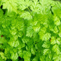 Curled Chervil Seeds | Heirloom NON-GMO | Culinary Herb | Anthriscus cerefolium | Fresh Garden Seeds
