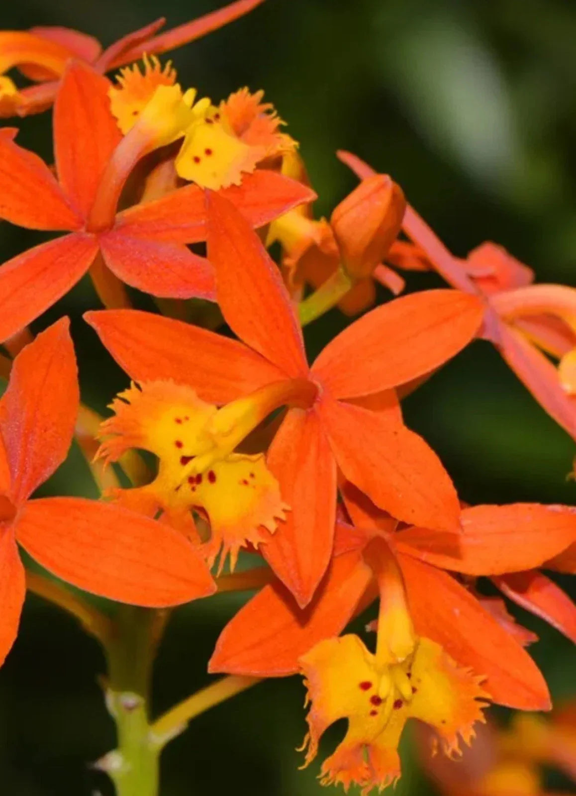 Bare Root Epidendrum radicans Orange Reed Stem Orchid Plant - Tropical Orchid for Garden & Home