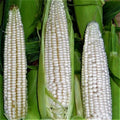 Sweet Corn Seeds - Open Pollinated Stowell's Evergreen Zea mays for Home Garden, Fresh Eating, Canning, and Freezing