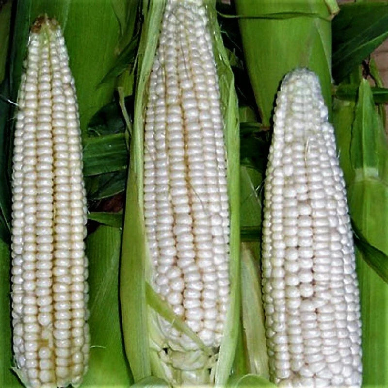 Sweet Corn Seeds - Open Pollinated Stowell's Evergreen Zea mays for Home Garden, Fresh Eating, Canning, and Freezing