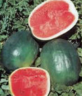 Watermelon Seeds, 100 Heirloom Black Diamond Citrullus lanatus Non-GMO Melon Seeds for Home Garden