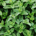 Peppermint Seeds 3000+ Count Non-GMO Heirloom Mentha piperita for Culinary, Herbal Tea & Fragrant Garden