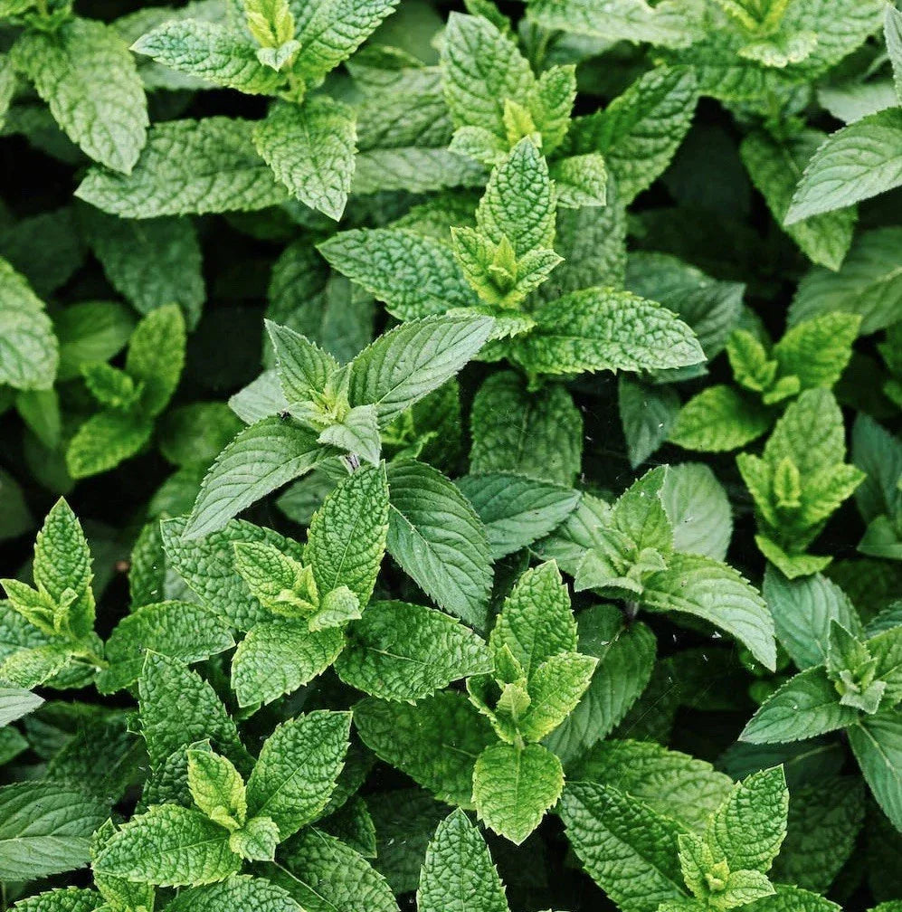 Peppermint Seeds 3000+ Count Non-GMO Heirloom Mentha piperita for Culinary, Herbal Tea & Fragrant Garden