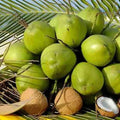 Sprouted Dwarf Green Malayan Coconut Plant 6–8 Inches Tall, Rare Costa Rican Cocos Nucifera 'Malayan Dwarf' Indoor Outdoor