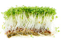 Curled Garden Cress Seeds - 1000+ Non-GMO Microgreens for Salad & Garnish - Lepidium sativum