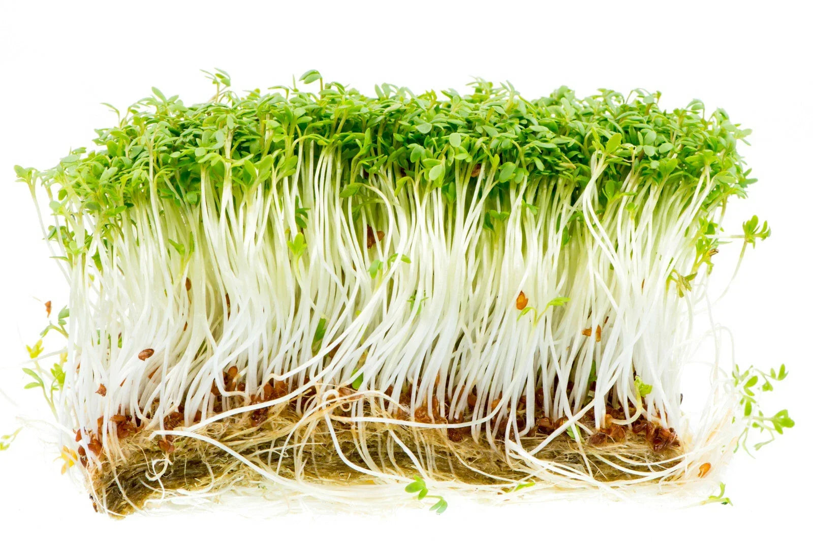 Curled Garden Cress Seeds - 1000+ Non-GMO Microgreens for Salad & Garnish - Lepidium sativum