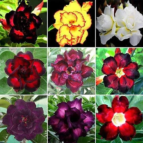 Desert Rose Seeds 100 Mixed Color Adenium Obesum | Flower Seeds for Garden & Indoor Planting