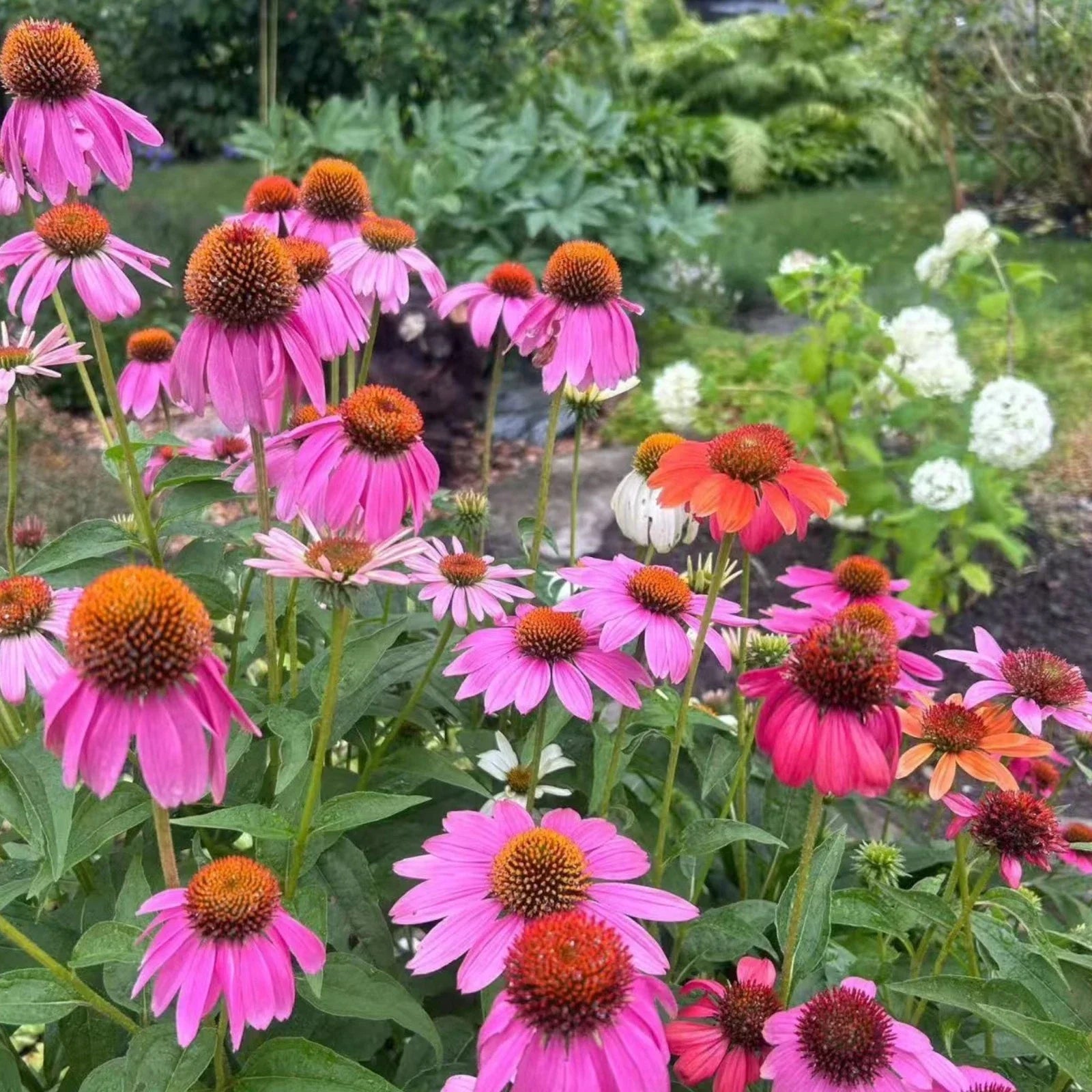 Purple Coneflower Seeds - 100 Count Echinacea purpurea Pollinator-Friendly Perennial for Gardens