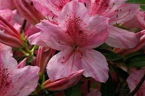 Pink Striped Azalea Starter Plant, Rhododendron 'North Lake Beauty', Deciduous Shrub for Garden, 4-Inch Pot