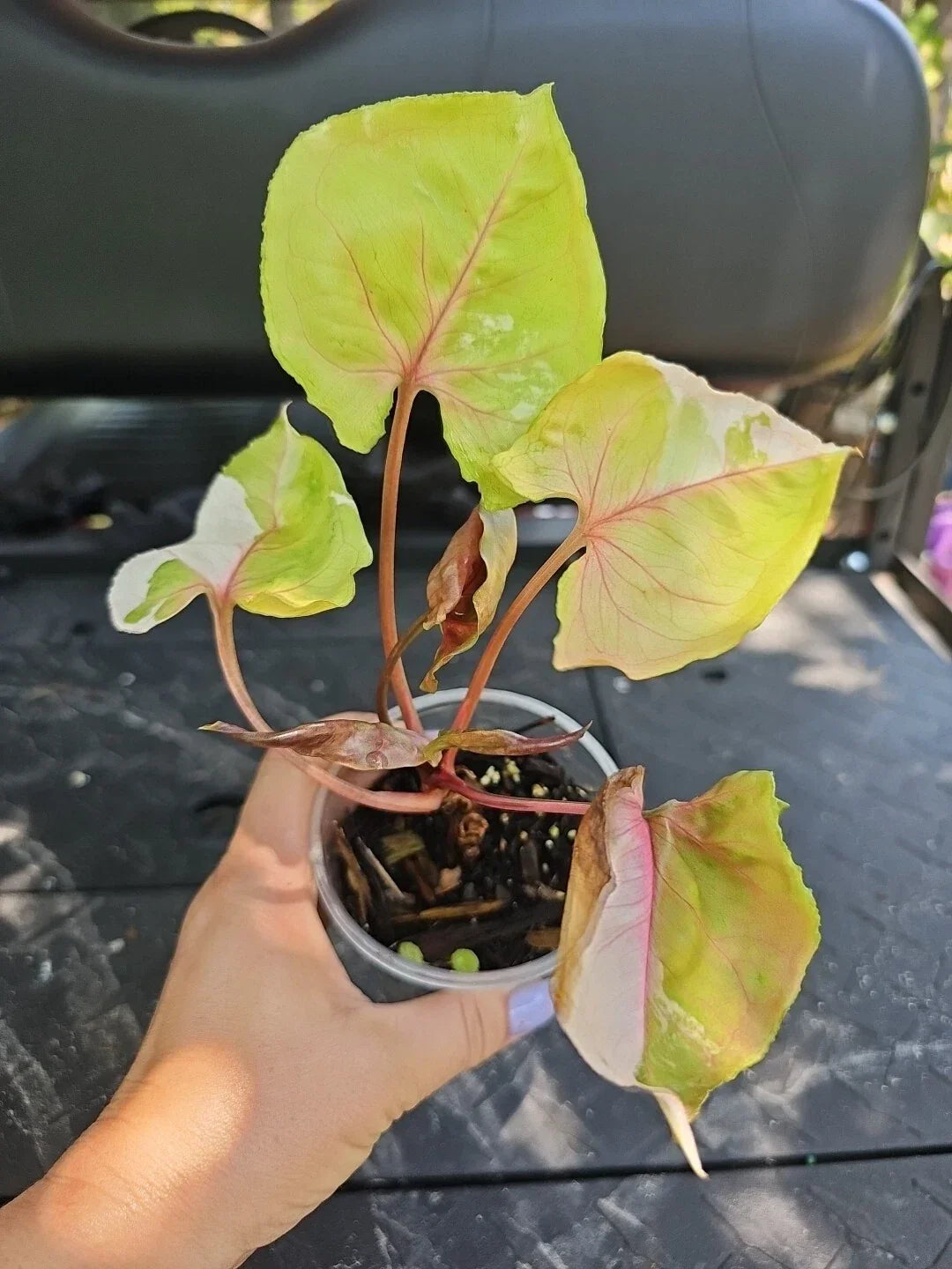 Syngonium Strawberry Ice Indoor Houseplant 3.5" Pot - Variegated Pink Green Foliage