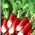 French Radish Seeds, Organic Breakfast Radish, Raphanus sativus, 200+ Seeds, Fast-Growing, Edible Root, Non-GMO, Free Shipping
