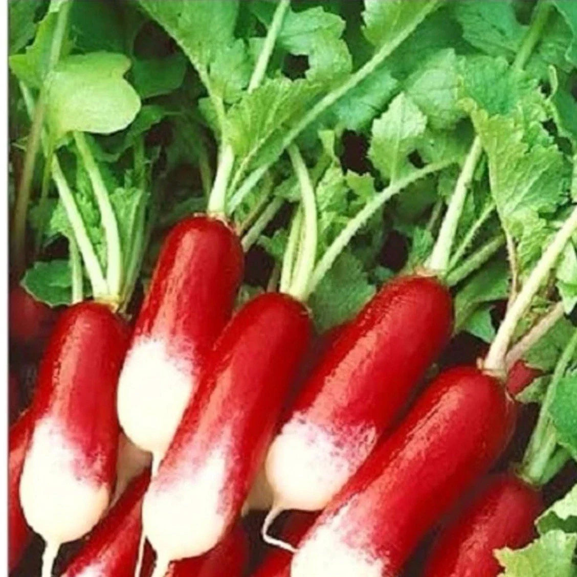 French Radish Seeds, Organic Breakfast Radish, Raphanus sativus, 200+ Seeds, Fast-Growing, Edible Root, Non-GMO, Free Shipping
