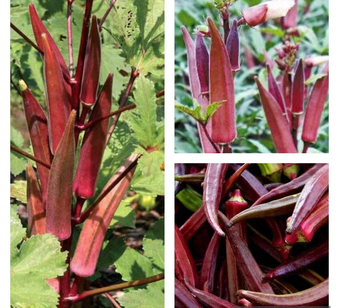Red Burgundy Okra Seeds - Heirloom Non-GMO Abelmoschus esculentus, Pack of 50+ for Home Garden, Full Sun, Easy to Grow