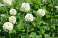 Dutch White Clover Seed - 5 Lbs, Trifolium repens, Cover Crop, Food Plot, Pasture, Low-Growing Perennial
