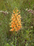 Orange Fringed Orchid Rhizomes - 5 Platanthera ciliaris Tubers for Garden