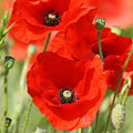 American Legion Poppy Seeds 1000 Count Papaver rhoeas Bright Red Flower for Gardens & Wildflowers