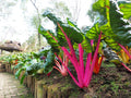 Ruby Red Swiss Chard Seeds, Non-GMO Heirloom Vegetable Seeds, Beta vulgaris subsp. cicla, Home Garden, Container Gardening